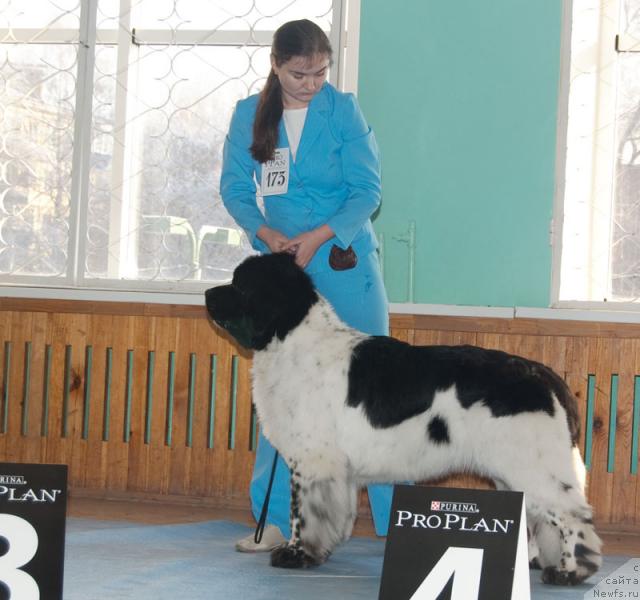 Фото: ньюфаундленд Супер Бизон Арго (Super Bizon Argo)