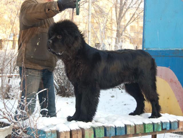 Фото: ньюфаундленд Супер Премиум Вашингтон