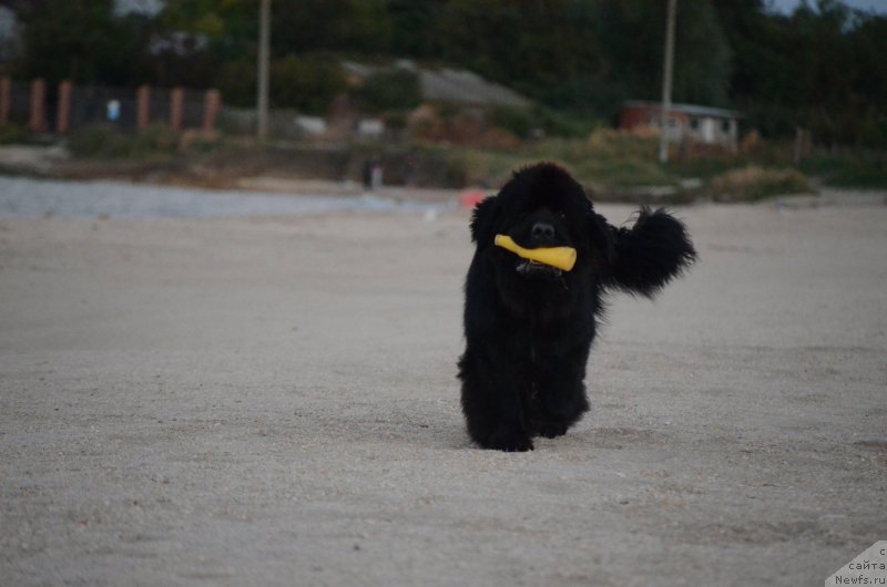 Фотография № 213420