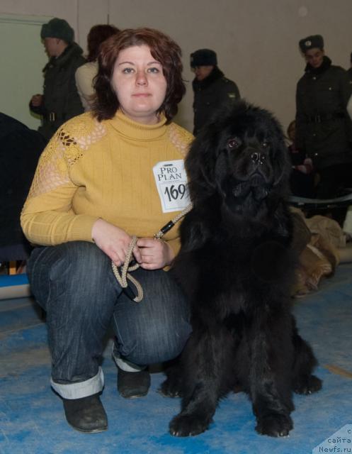 Фото: ньюфаундленд Супер Премиум Вашингтон