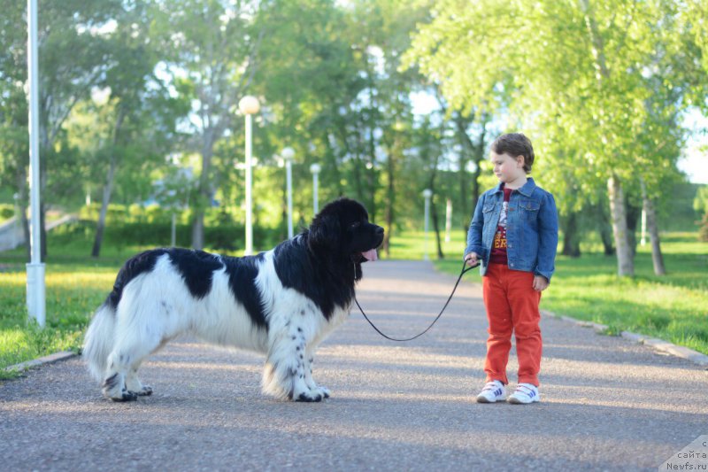Фото: ньюфаундленд Плюшевая Панда Ферреро Ронд Нуар (Plushevaya Panda Ferrero Rond Noir)