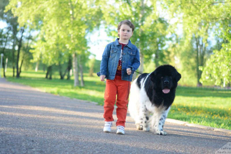 Фото: ньюфаундленд Плюшевая Панда Ферреро Ронд Нуар (Plushevaya Panda Ferrero Rond Noir)