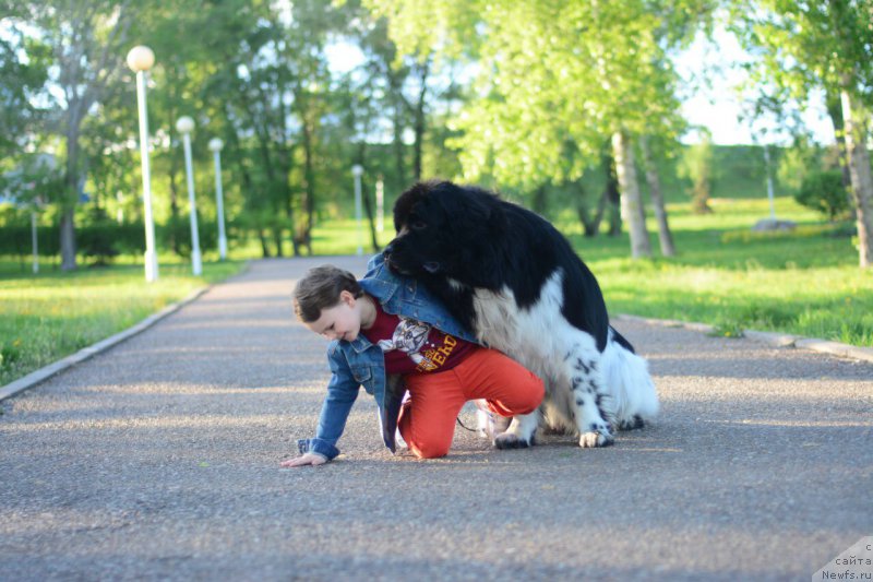 Фото: ньюфаундленд Плюшевая Панда Ферреро Ронд Нуар (Plushevaya Panda Ferrero Rond Noir)