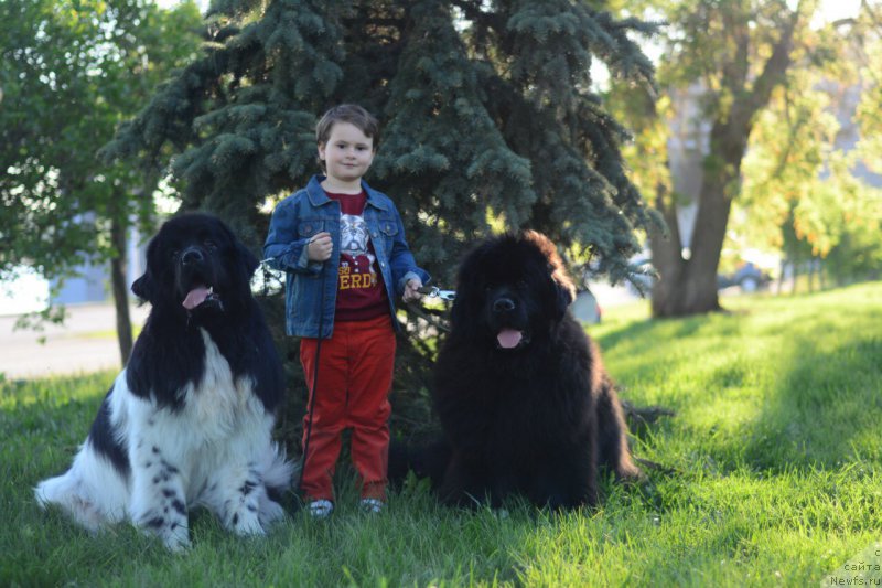 Фото: ньюфаундленд Плюшевая Панда Ферреро Ронд Нуар (Plushevaya Panda Ferrero Rond Noir)