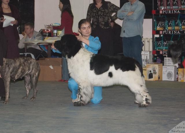 Фото: ньюфаундленд Супер Бизон Арго (Super Bizon Argo)