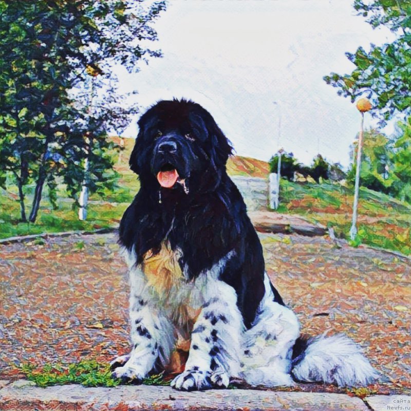 Фото: ньюфаундленд Плюшевая Панда Ферреро Ронд Нуар (Plushevaya Panda Ferrero Rond Noir)