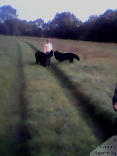 Фото: ньюфаундленд Анджело Орсо Белла Донна (Angelo Orso Bella Donna)