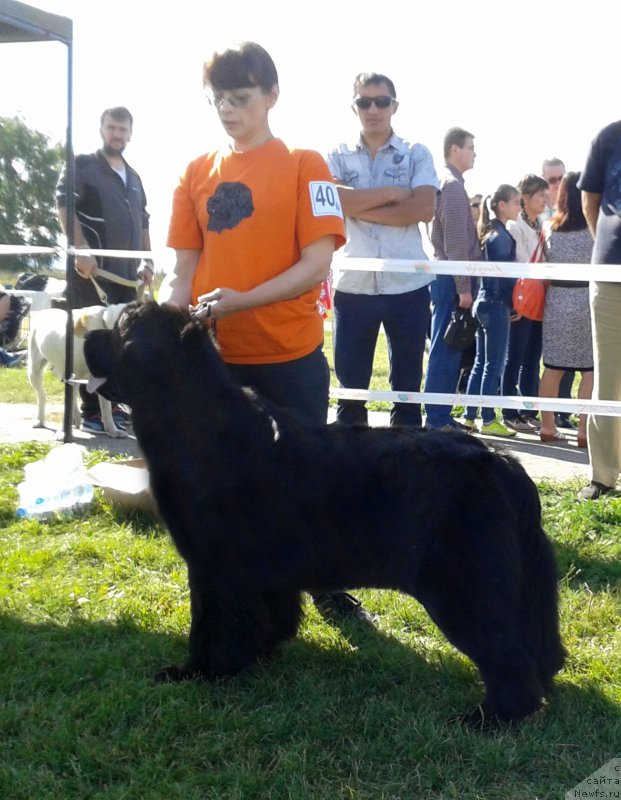 Фотография № 213490