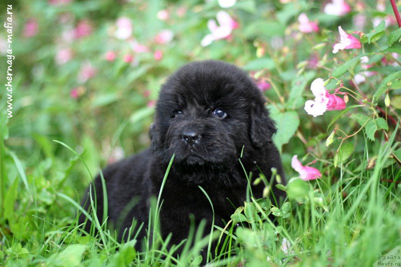 Фото: ньюфаундленд Черная Мафия Бекаусе И Ам Вортх Ит (Chernaya Mafia Because I Am Worth It)