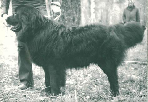 Фото: ньюфаундленд Буслай Фан