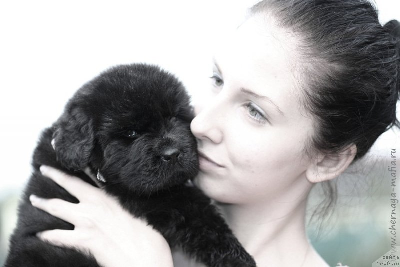 Фото: ньюфаундленд Черная Мафия Бекаусе И Ам Вортх Ит (Chernaya Mafia Because I Am Worth It)