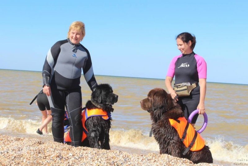 Фото: Елена Бажутина, ньюфаундленд Русская Красавица Нюра, Юлия Демидова, ньюфаундленд Николь Голд Стар (Nikol Gold Star)