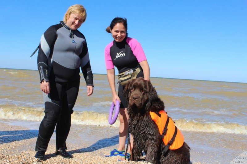 Фото: Елена Бажутина, Юлия Демидова, ньюфаундленд Николь Голд Стар (Nikol Gold Star)