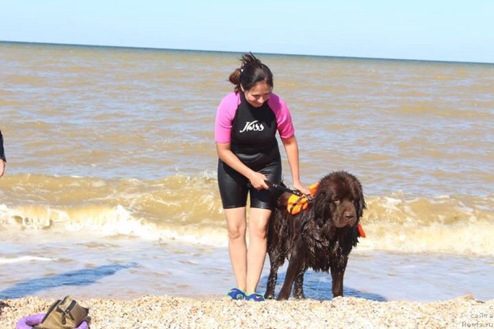 Фото: Юлия Демидова, ньюфаундленд Николь Голд Стар (Nikol Gold Star)