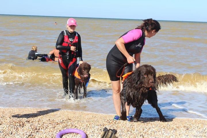Фото: ньюфаундленд Черный Балу Златогор (Cherniy Balu Zlatogor), Юлия Демидова, ньюфаундленд Николь Голд Стар (Nikol Gold Star)