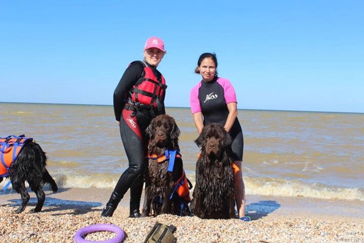 Фото: ньюфаундленд Черный Балу Златогор (Cherniy Balu Zlatogor), Юлия Демидова, ньюфаундленд Николь Голд Стар (Nikol Gold Star)