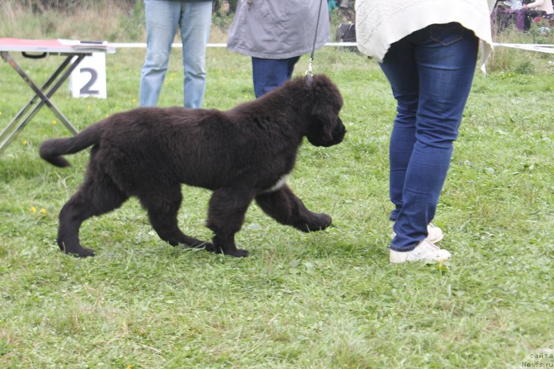 Фотография № 213508