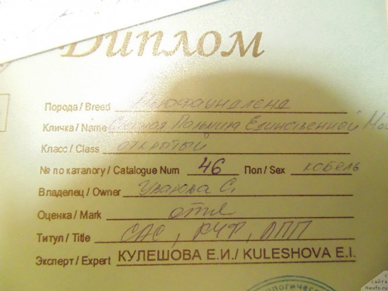 Фото: ньюфаундленд Степная Пальмира Единственный Мой