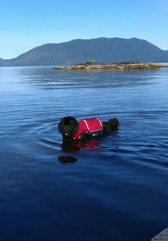 Фото: ньюфаундленд Черная Мафия Ангел Амонг Ус (Chernaya Mafia Аngel Among Us)