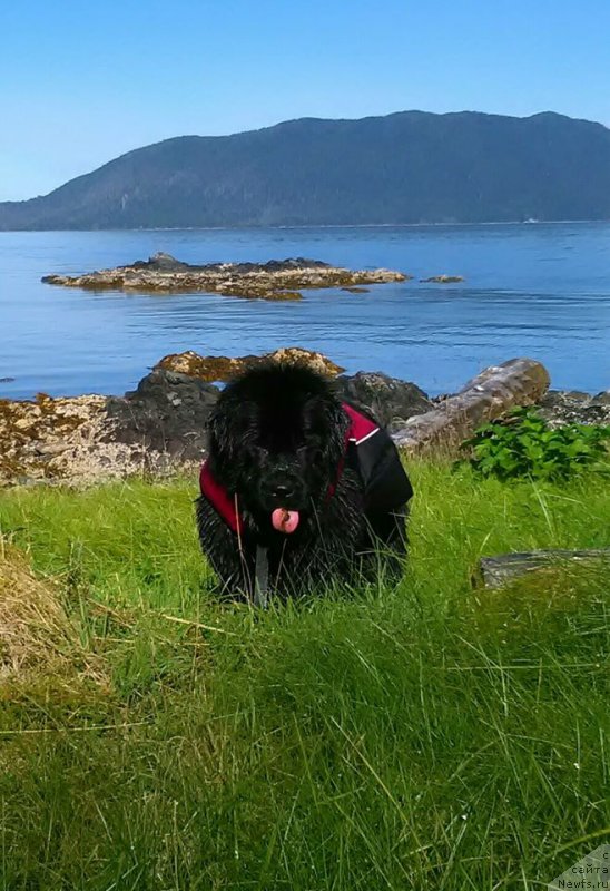 Фото: ньюфаундленд Черная Мафия Ангел Амонг Ус (Chernaya Mafia Аngel Among Us)