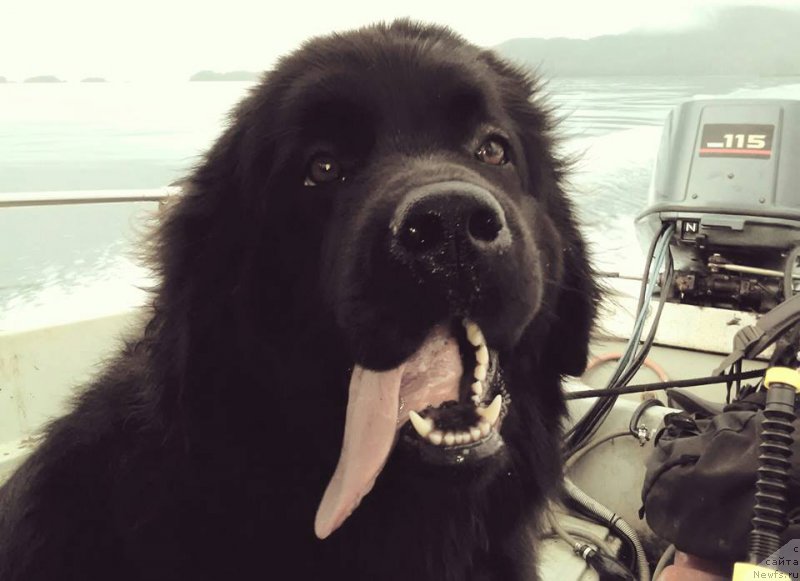 Фото: ньюфаундленд Черная Мафия Ангел Амонг Ус (Chernaya Mafia Аngel Among Us)