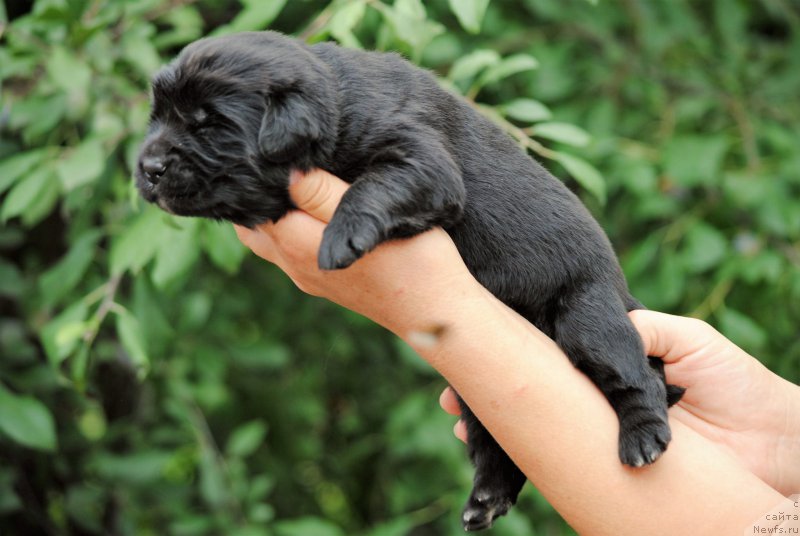 Фото: ньюфаундленд Моя Стихия Майбах