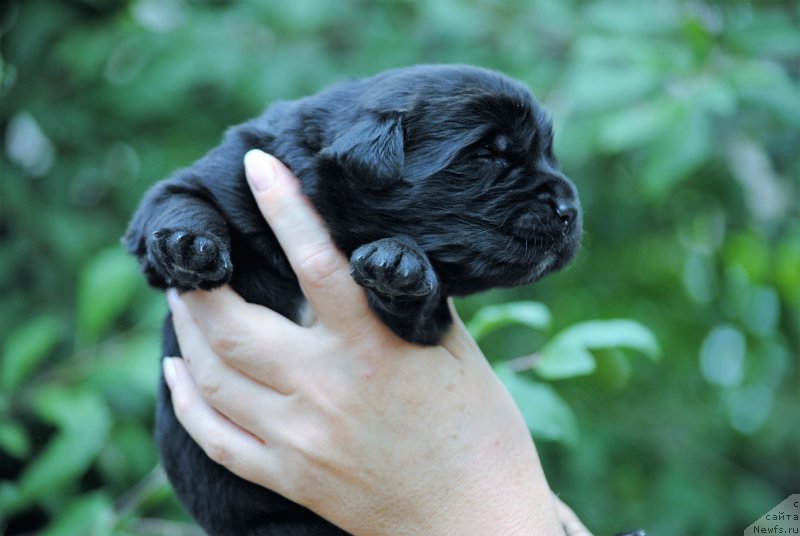 Фото: ньюфаундленд Моя Стихия Майбах