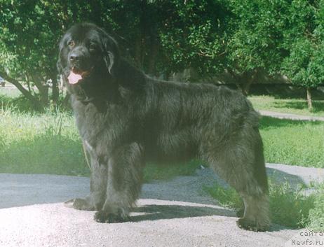 Фото: ньюфаундленд Уит Трикси Фиджит