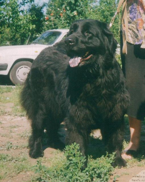 Фото: ньюфаундленд Ингрид Сейвер