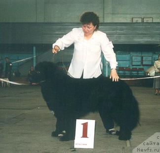 Фото: ньюфаундленд Урс