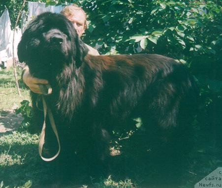 Фото: ньюфаундленд Хелси Батлинд