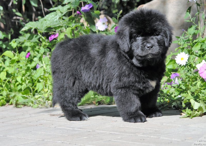 Фото: ньюфаундленд Моя Стихия Мисс Пиджи