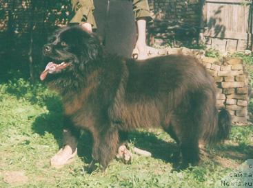 Фото: ньюфаундленд Чара Маринф Гёрл