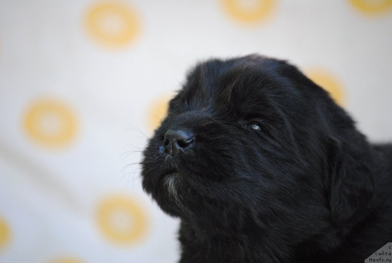 Фото: ньюфаундленд Моя Стихия Меджи Иви (Moya Stikhiya Medzhi Ivi)