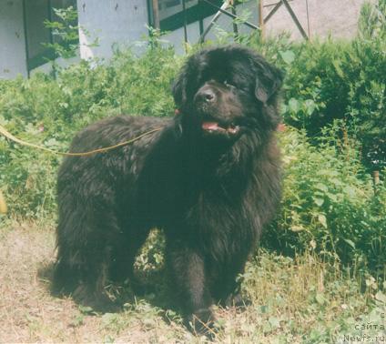 Фото: ньюфаундленд Крис Чорис Рональд