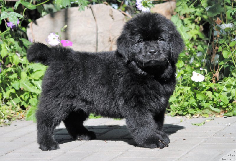 Фото: ньюфаундленд Моя Стихия Меджи Иви (Moya Stikhiya Medzhi Ivi)