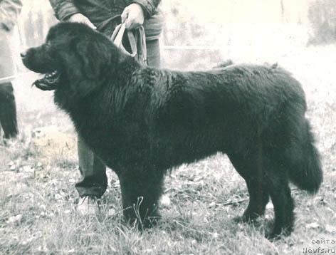 Фото: ньюфаундленд Артур Еви