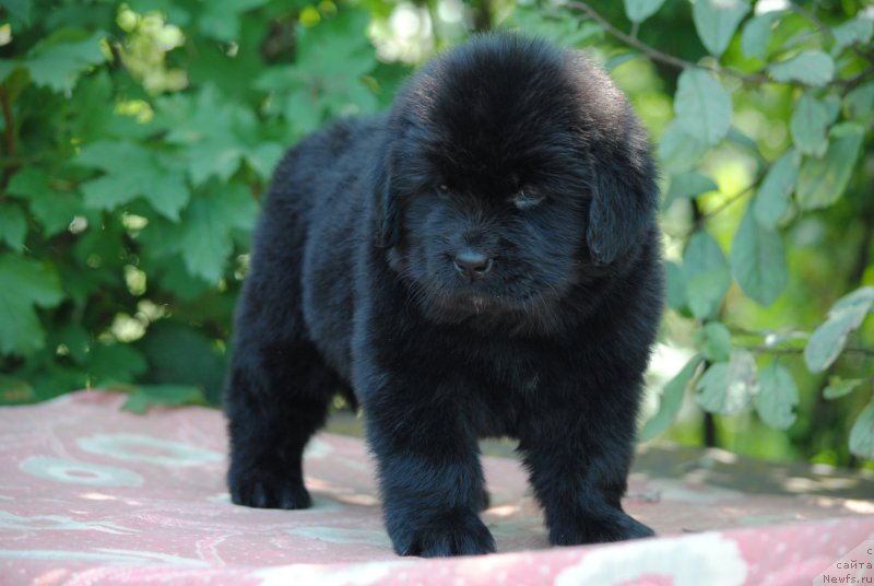 Фото: ньюфаундленд Моя Стихия Миледи (Moya Stikhiya Meledi)