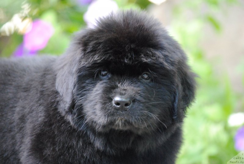 Фото: ньюфаундленд Моя Стихия Миледи (Moya Stikhiya Meledi)