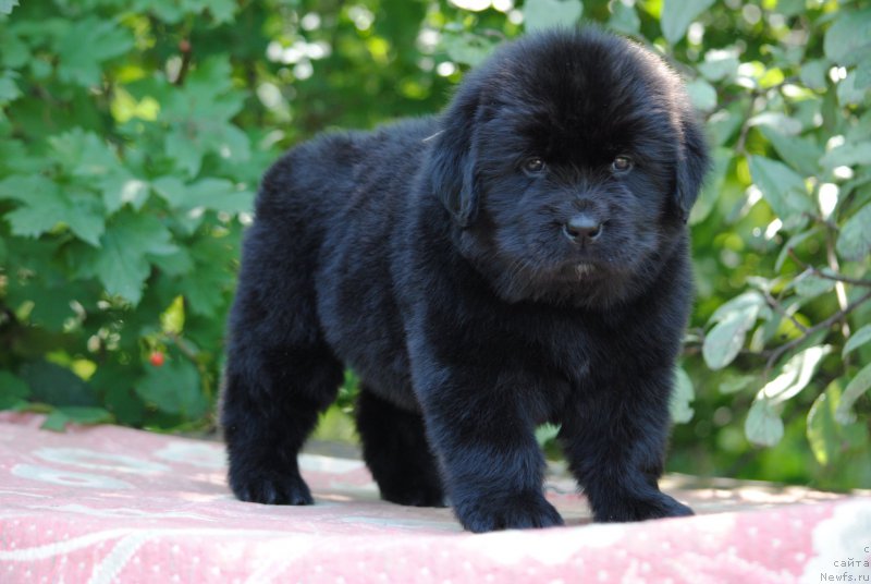 Фото: ньюфаундленд Моя Стихия Миледи (Moya Stikhiya Meledi)