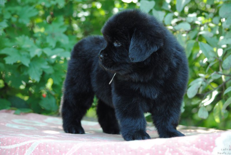 Фото: ньюфаундленд Моя Стихия Миледи (Moya Stikhiya Meledi)