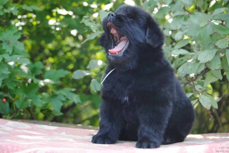 Фото: ньюфаундленд Моя Стихия Миледи (Moya Stikhiya Meledi)
