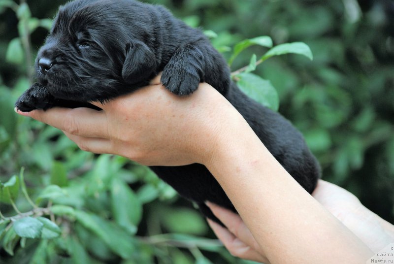 Фото: ньюфаундленд Моя Стихия Мустанг