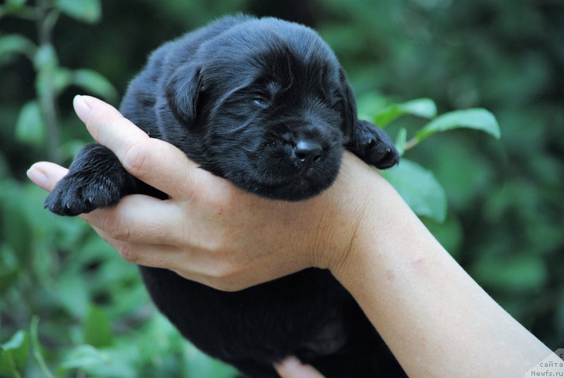 Фото: ньюфаундленд Моя Стихия Мустанг