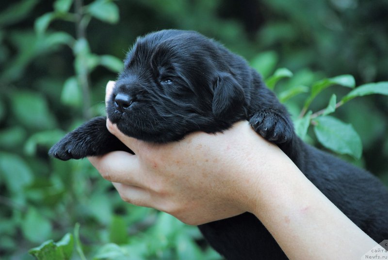Фото: ньюфаундленд Моя Стихия Мустанг