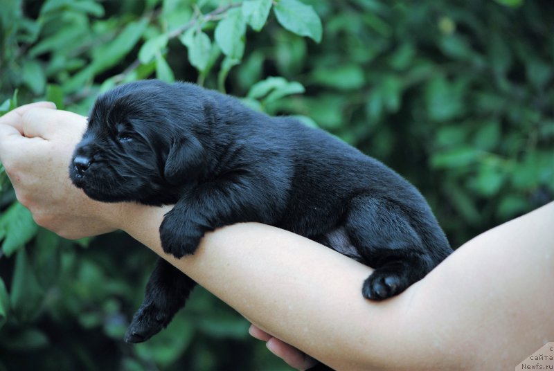 Фото: ньюфаундленд Моя Стихия Мустанг