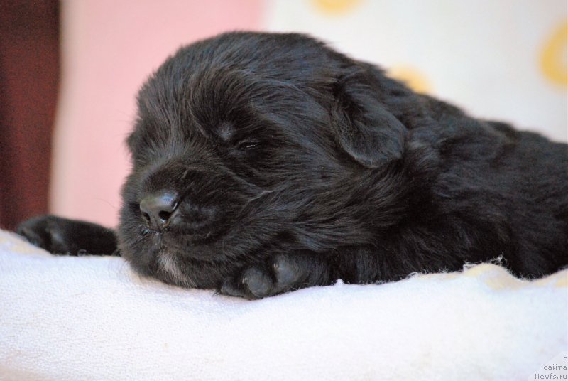 Фото: ньюфаундленд Моя Стихия Мустанг