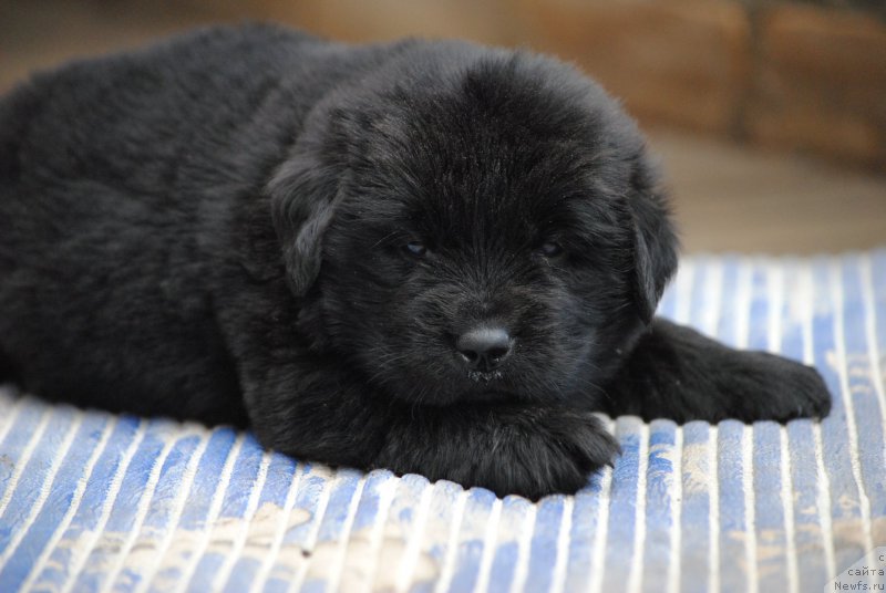 Фото: ньюфаундленд Моя Стихия Мустанг