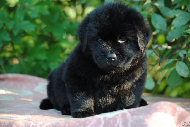 Фото: ньюфаундленд Моя Стихия Мустанг