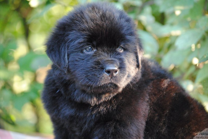 Фото: ньюфаундленд Моя Стихия Мустанг